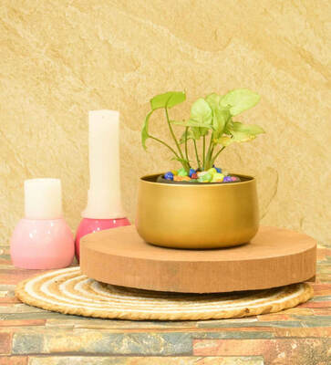 What The Fry Deals: Upto 79% discount - Golden Deskpot, Cushion Inserts, Insulated Tiffin Bag & more