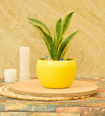 PepperFry - What the Fry Deals | 1 Rs Deals on Projector Laser Night Light, Desk Pot & Many more 100% Off