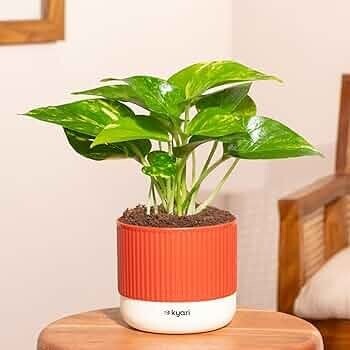 may be PE - Kyari Money Variegated Live Indoor Plant (Red Brick Self Watering Pot - Mylo Pot)