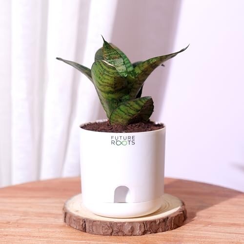 Future Roots Live Snake Plant - Air Purifying Indoor Sansevieria Plant with Self Watering Pot