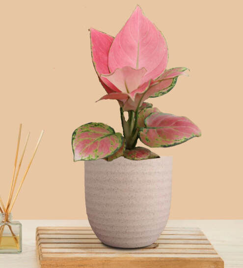 What The Fry Deals: Upto 84% off Mango wood Mortar, Anti Skid Bathmat, Aglaonima Live plant & more