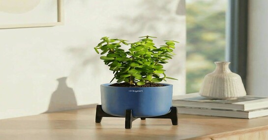 Plants at 80 to 86% OFF [Location specific] [Available in Mumbai]