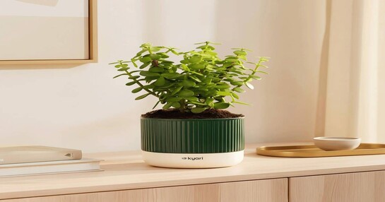 KYARI Jade Plant @ ₹49, ₹69 & ZZ Plant @ ₹99 on Instamart (Up to 86% Off) [Mumbai] [Location Specific]