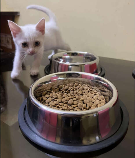 Amazon Basics Stainless Steel Pet Feeding Bowls for pets | Set of 2 | 700 ml Each | Dry Kibble, Wet Food, Water Bowl | No-Tip, Non Sliding Design | Dishwasher Safe 