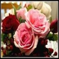 Best Deals SPL.